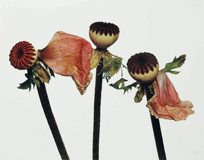 「Single Oriental Poppy」Irving Penn | © The Irving Penn Foundation_1